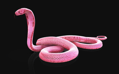 3d Illustration of Albino king cobra snake isolated on black background, Pink or white cobra snake