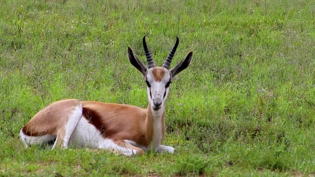 African antelope springbuck lying in the grass HD 30fps