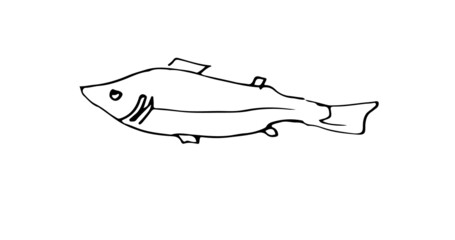 Wild fish. Aquatic animal character. Underwater world. Outline sketch. Hand drawing is isolated on a white background. Vector