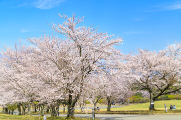 桜
Cherry blossoms
阿蘇山(五岳)を背景に桜と公園風景
Cherry blossoms and park...