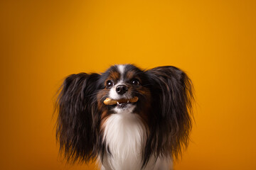 studio portrait of Papillion on yellow