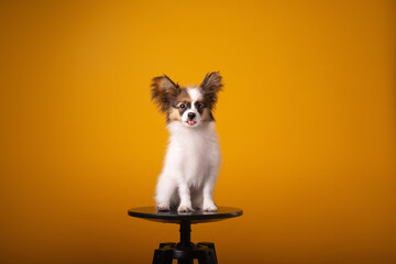 Fototapeta premium portrait of Papillion puppy