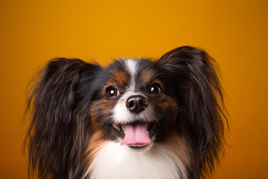 studio portrait of Papillion on yellow
