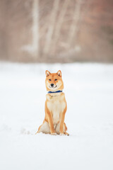 Shiba inu dog in snow portrait of a red dog