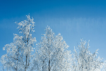Snow covered trees and clear blue sky. Winter cold snowy season.