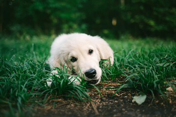 golden retriever puppy on green grass