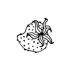 Vector isolated element. Strawberry. Berry. Black hand drawn doodle on a white background. The print is used for packaging design.