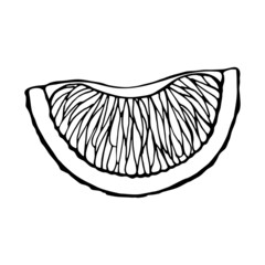 Vector isolated element. Citrus. Grapefruit. Orange. Lemon. Black hand drawn doodle on a white background. The print is used for packaging design.