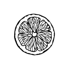 Vector isolated element. Citrus. Grapefruit. Orange. Lemon. Black hand drawn doodle on a white background. The print is used for packaging design.