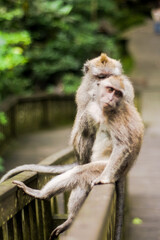 in the ubud monkey forest

Take By : Iqbal Hudaya (IG : Iqhuy96)