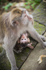 mother and baby in monkey forest ubud, bali.
come to here guys.

Take By : Iqbal Hudaya ( IG : iqhuy96)