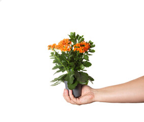 Orange Kalanchoe flower in a pot in a hand on a white background, isolate. Close-up