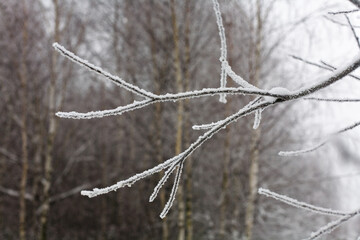 A tree branch covered with hoarfrost against a background of birch trees.