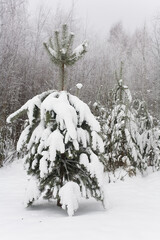 Young pine trees are covered with a thick layer of snow.