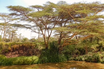 Scenic view of Acacia trees growing on the banks of Athi River in Nairobi National Park, kenya