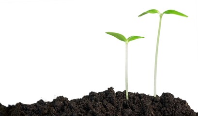 New life concept, little green plant in a dirt