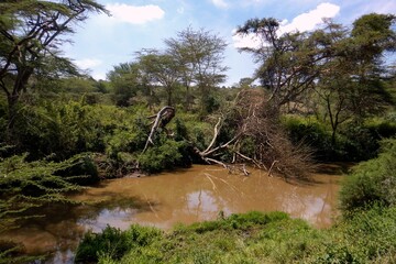 Scenic view of Acacia trees growing on the banks of Athi River in Nairobi National Park, kenya