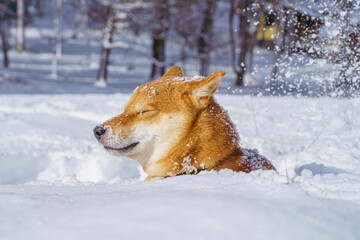 The Shiba Inu Japanese dog plays in the snow in winter.
