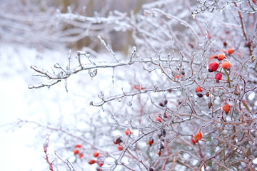 Freezing canker-rose, briar plant in ice on the snow meadow in wintertime. High vertical quality photo