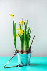 Spring easter holiday composition with narcissus flower, quail eggs