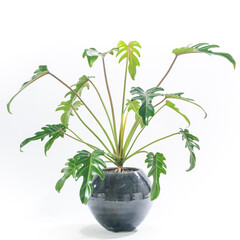 フィロデンドロン・クッカバラの植え込み