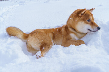 The Shiba Inu Japanese dog plays in the snow in winter.