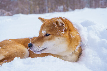 The Shiba Inu Japanese dog plays in the snow in winter.
