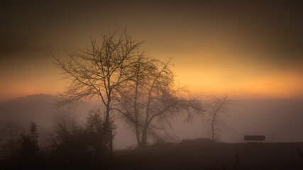 Tree in the morning fog at dawn. sunrise. sun rays at dawn.