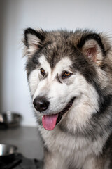 Alaskan Malamute indoor portrait. Happy smile, black wet nose, pink tongue and friendly brown eyes. Selective focus on the details, blurred background.