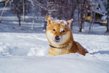 The Shiba Inu Japanese dog plays in the snow in winter.