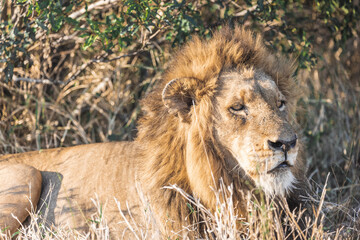 Tired male lion staring into nothing at sunset golden hour laying in the bushes in kruger national...