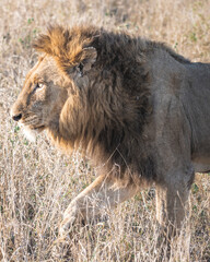 A male lion, one of the big five, stalking his prey in tall grass during sunset golden hour in kruger national park south africa