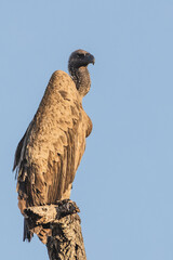 Vulture in south africa patiently waiting and enjoing the evening sun in south africa kruger national park