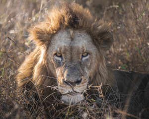 Portrait of a male lion, one of the big five, as he is enjoying the evening sun golden hour and looking straight towards the camera in kruger national park south africa