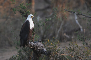 Water Eagle on the lookout for prey in Kruger national park south africa