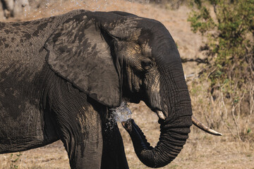 Africa Elephant, one of the big five, spraying water on his body to cool himself during a hot summer day in kruger national park south africa