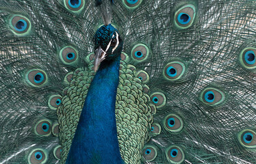 Obraz premium Portrait of beautiful peacock with feathers out