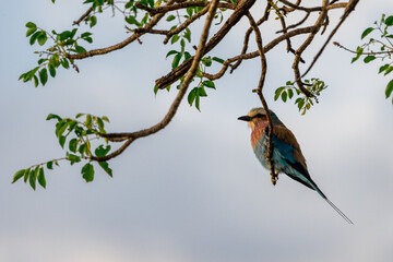Beautiful and colorful exotic bird sitting on a tree branch in kruger national park south africa