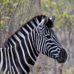 Fototapeta na wymiar Beautiful portrait of a Zebra in South Africa Kruger National Park