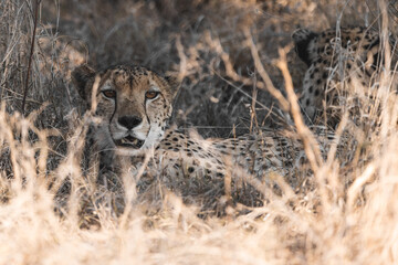 young cheetah patinetly waiting in the shadow of a bush in tall grass in kruger national park south...