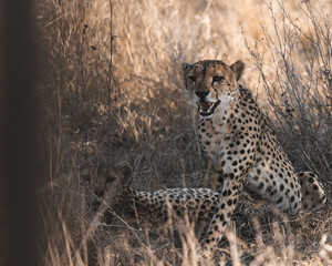 Cheetah showing aggressive behavior while being scared of some noise in the bushes