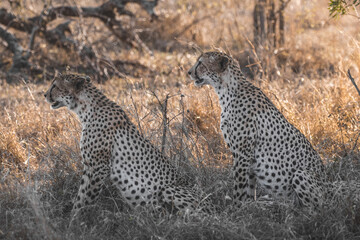 Two young cheetahs sitting in the shadow in tall grass looking out for possible prey in south africa kruger national park