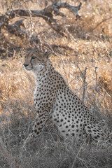 a young cheetah sitting in the shadow in tall grass looking out for possible prey in south africa kruger national park