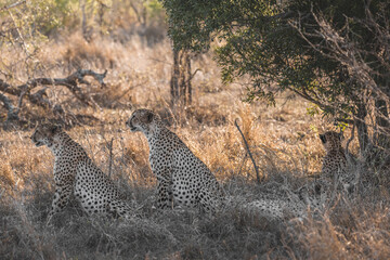Two young cheetahs sitting and two sleeping in the shadow in tall grass looking out for possible...