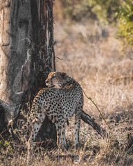 Cheetah looking back into the sun during golden hour looking for its pack while it being on a hunt in kruger national park south africa