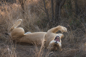 Cute and tired Lioness, one of the big five, yawning after an afternoon nap in kruger national park...