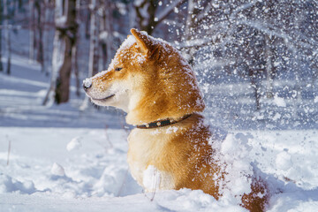 The Shiba Inu Japanese dog plays in the snow in winter.