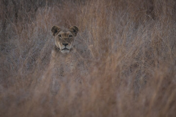 Head of a big five lioness sticking out of the tall grass while she and the pack is on the hunt looking for prey in south africa