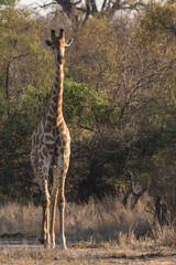 Giraffe gently looking for some food in the bushes in south africa