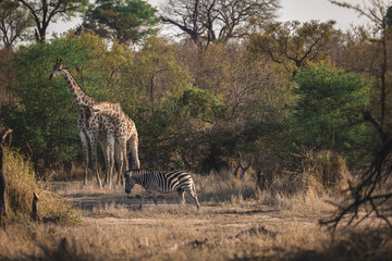 A giraffe couple enjyoing the morning sun, while a zebra in crossing their path in kruger national...